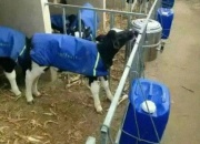 JESMARY - Áo Giữ Ấm Cho Bò Con – Giúp Bò Con Khỏe Mạnh Trong Mùa Đông